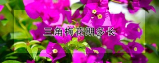 三角梅花期多长,第1图