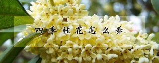 四季桂花怎么养,第1图