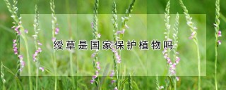 绶草是国家保护植物吗,第1图