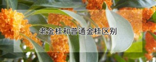 老金桂和普通金桂区别,第1图