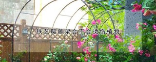 铁艺爬藤架会不会烫伤植物,第1图