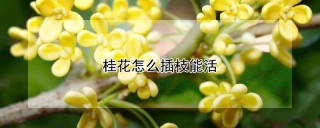 桂花怎么插枝能活,第1图