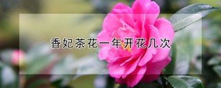 香妃茶花一年开花几次,第1图