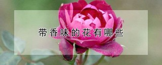 带香味的花有哪些,第1图