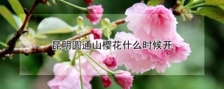 昆明圆通山樱花什么时候开,第1图