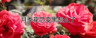 月季花芯变黑怎么了,第1图