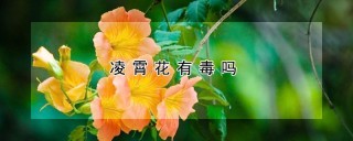 凌霄花有毒吗,第1图