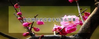 梅花刚开的花苞干枯怎么回事,第1图