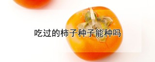 吃过的柿子种子能种吗,第1图