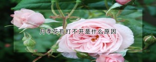 月季花苞打不开是什么原因,第1图