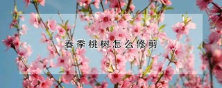 春季桃树怎么修剪,第1图