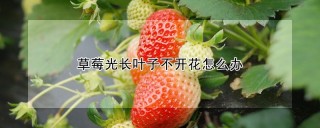 草莓光长叶子不开花怎么办,第1图