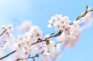 樱花怎么浇水，不同的季节植株对水分的需求也不同,第1图