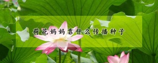 荷花妈妈靠什么传播种子,第1图