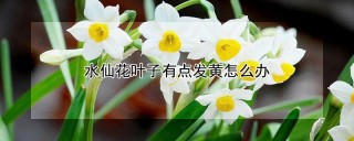 水仙花叶子有点发黄怎么办,第1图