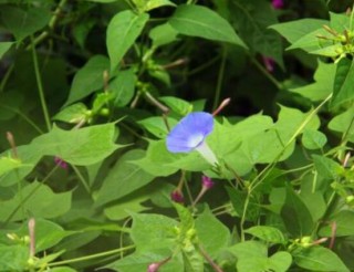 牵牛花什么时候开花，牵牛花在每年6-10月开花,第2图