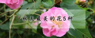 秋天最美的花5种,第1图