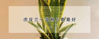 虎皮兰一盆种几颗最好,第1图