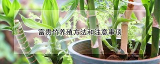 富贵竹养殖方法和注意事项,第1图