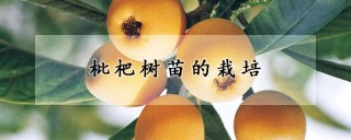 枇杷树苗的栽培,第1图