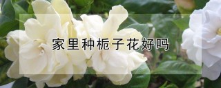 家里种栀子花好吗,第1图