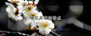 梅花有哪些特点,第1图