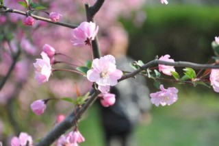 桃花夏季如何修剪，对桃花进行摘心以及疏枝处理,第4图