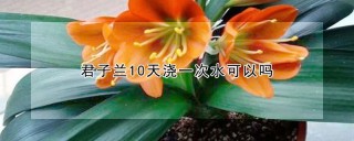 君子兰10天浇一次水可以吗,第1图