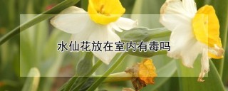 水仙花放在室内有毒吗,第1图