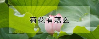 荷花有藕么,第1图