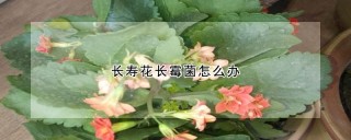 长寿花长霉菌怎么办,第1图