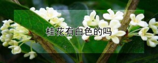 桂花有白色的吗,第1图