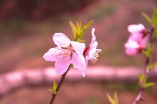 桃花盆栽养殖方法，忌使用碱土进行养护,第1图