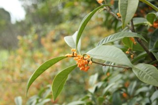 桂花树什么时候移栽，建议在春秋季进行移栽,第4图