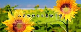 八月份种向日葵晚了吗,第1图