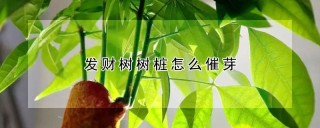 发财树树桩怎么催芽,第1图