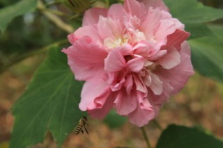 芙蓉花的香味是怎样的,第2图