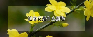 迎春花是什么颜色,第1图