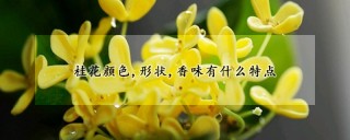 桂花颜色,形状,香味有什么特点,第1图