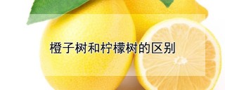 橙子树和柠檬树的区别,第1图