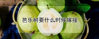 芭乐树要什么时候嫁接,第1图