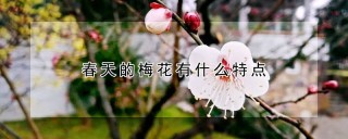 春天的梅花有什么特点,第1图