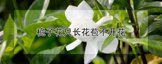 桅子花只长花苞不开花,第1图