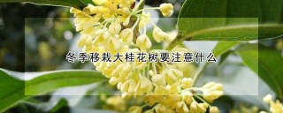 冬季移栽大桂花树要注意什么,第1图