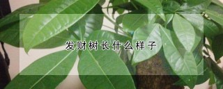 发财树长什么样子,第1图