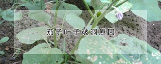 茄子叶子破洞原因,第1图