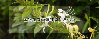 金银花春季黄叶掉叶怎么办,第1图