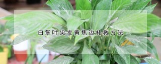 白掌叶尖发黄焦边补救方法,第1图