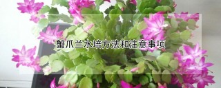 蟹爪兰水培方法和注意事项,第1图