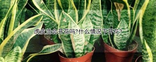 虎皮兰会开花吗?什么情况下开花?,第1图